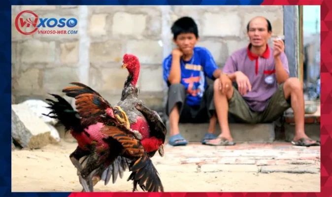 Kinh nghiệm hay cần biết khi chơi cược đá gà