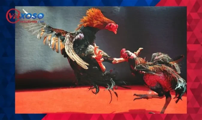 Nên chú ý gì khi cá cược đá gà?