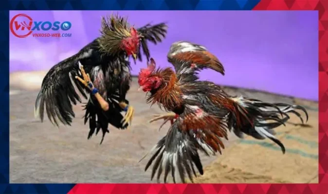 Vì sao nên cá cược đá gà trực tiếp tại VNXOSO?